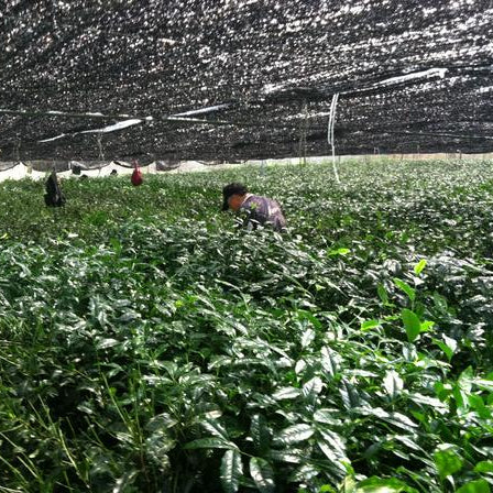 Photo of people in field growing tea for matcha
