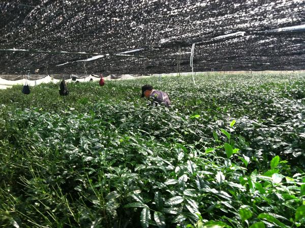 Photo of people in field growing tea for matcha