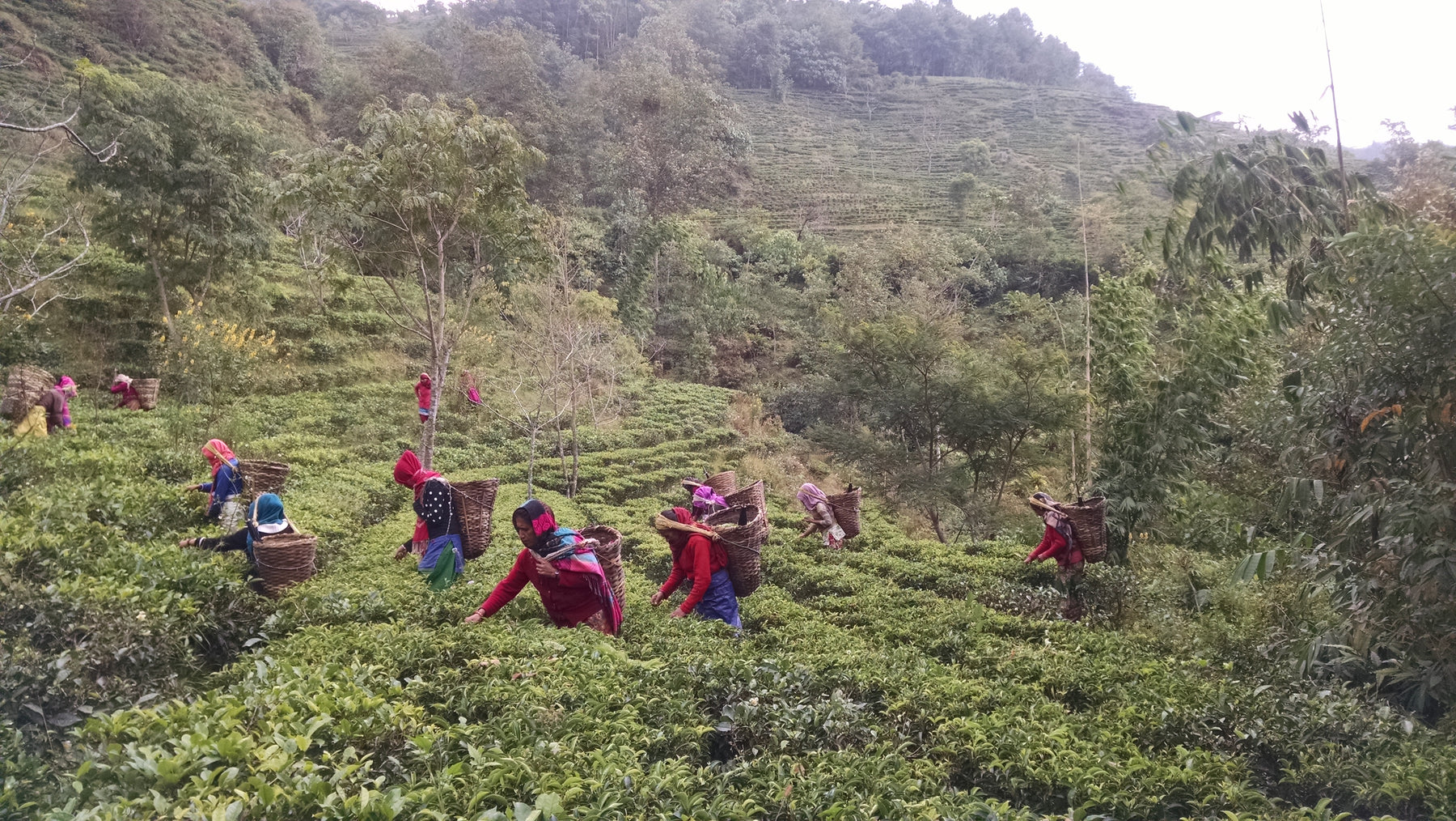 Jun Chiyabari tea farm in Nepal