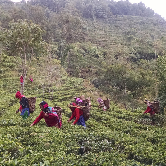 Jun Chiyabari tea farm in Nepal