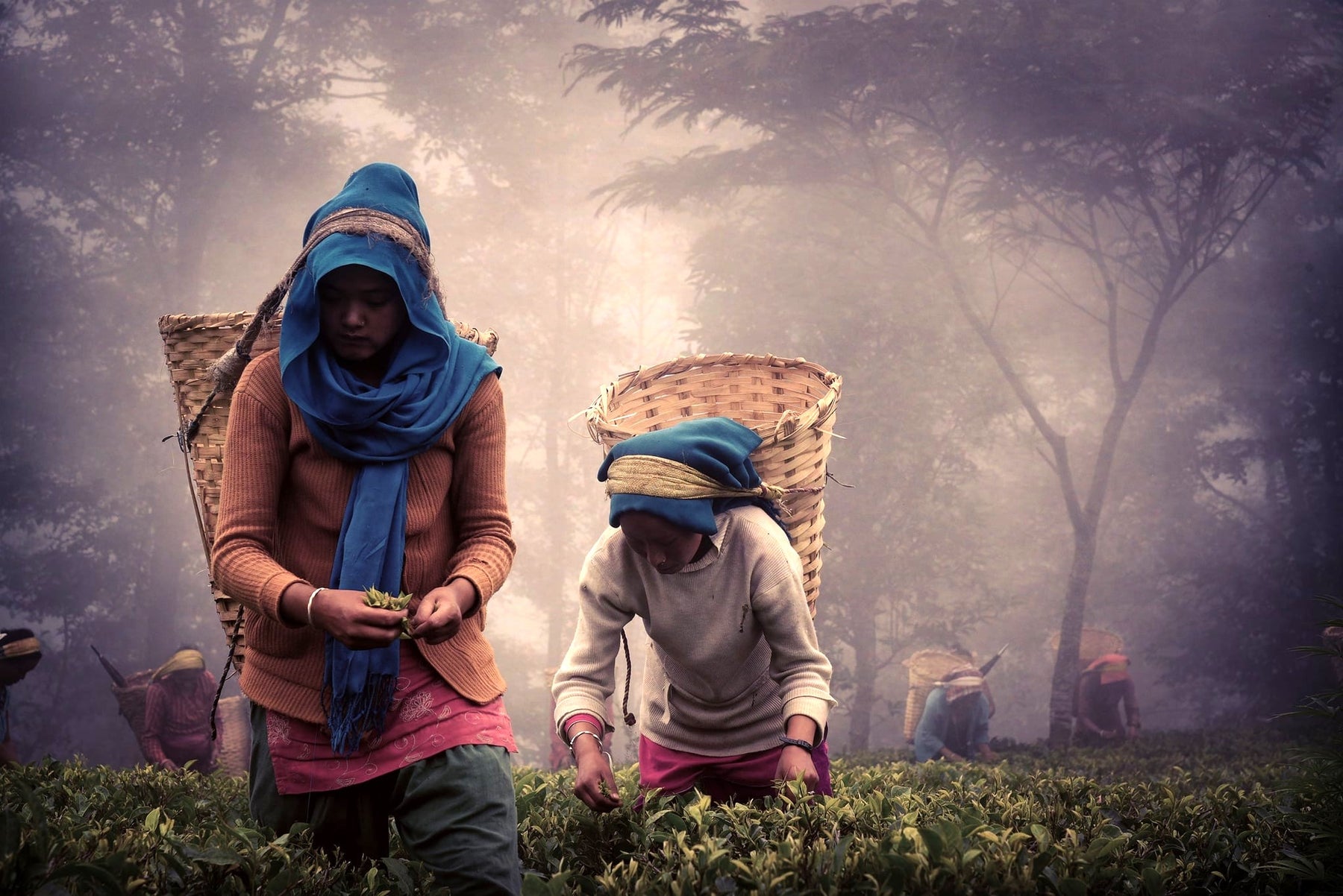 ic: Picking of 2023 first flush teas in Jun Chiyabari Tea Estate, Nepal.  