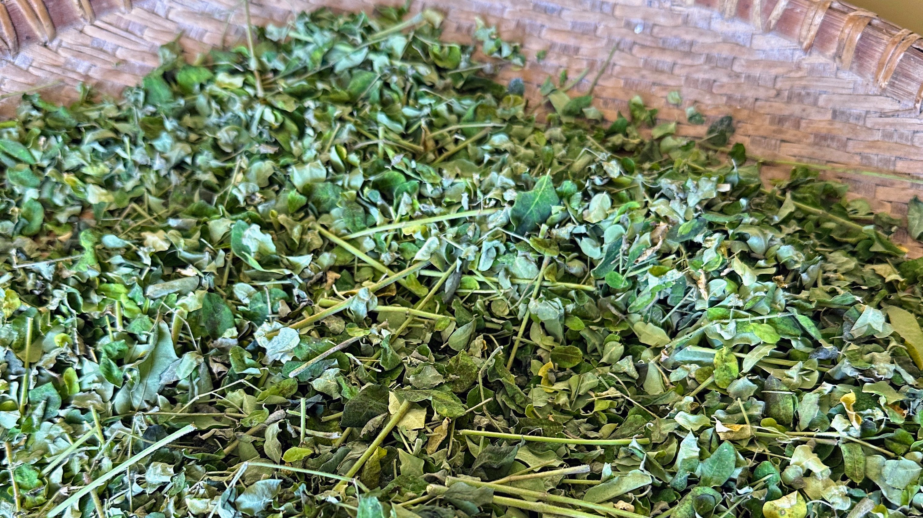 Moringa: A Tree of Life Rediscovered - Happy Earth Tea