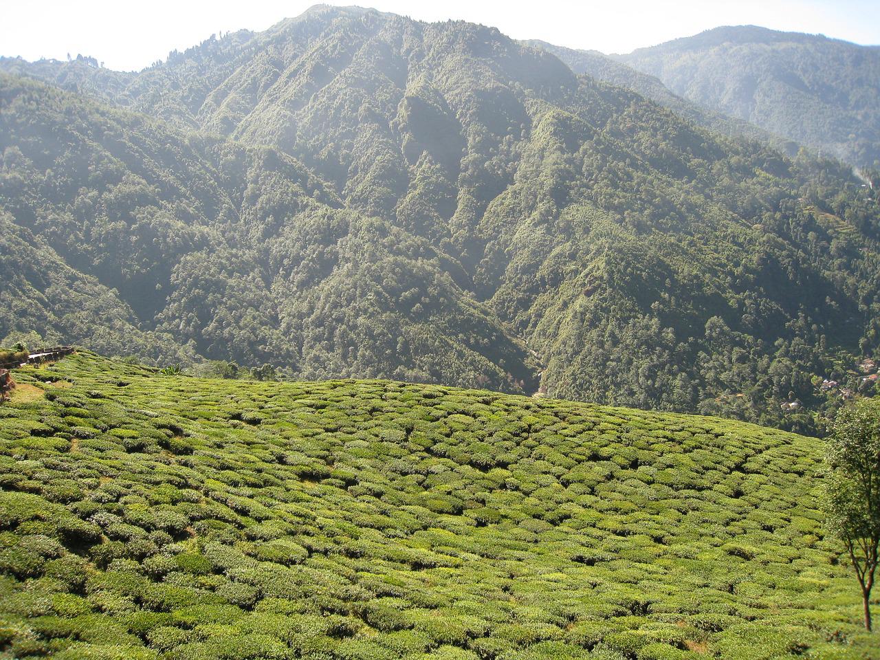 Darjeeling Tea Flushes Explained