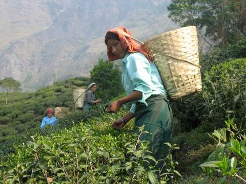 Photo of woman picking tea leaves.