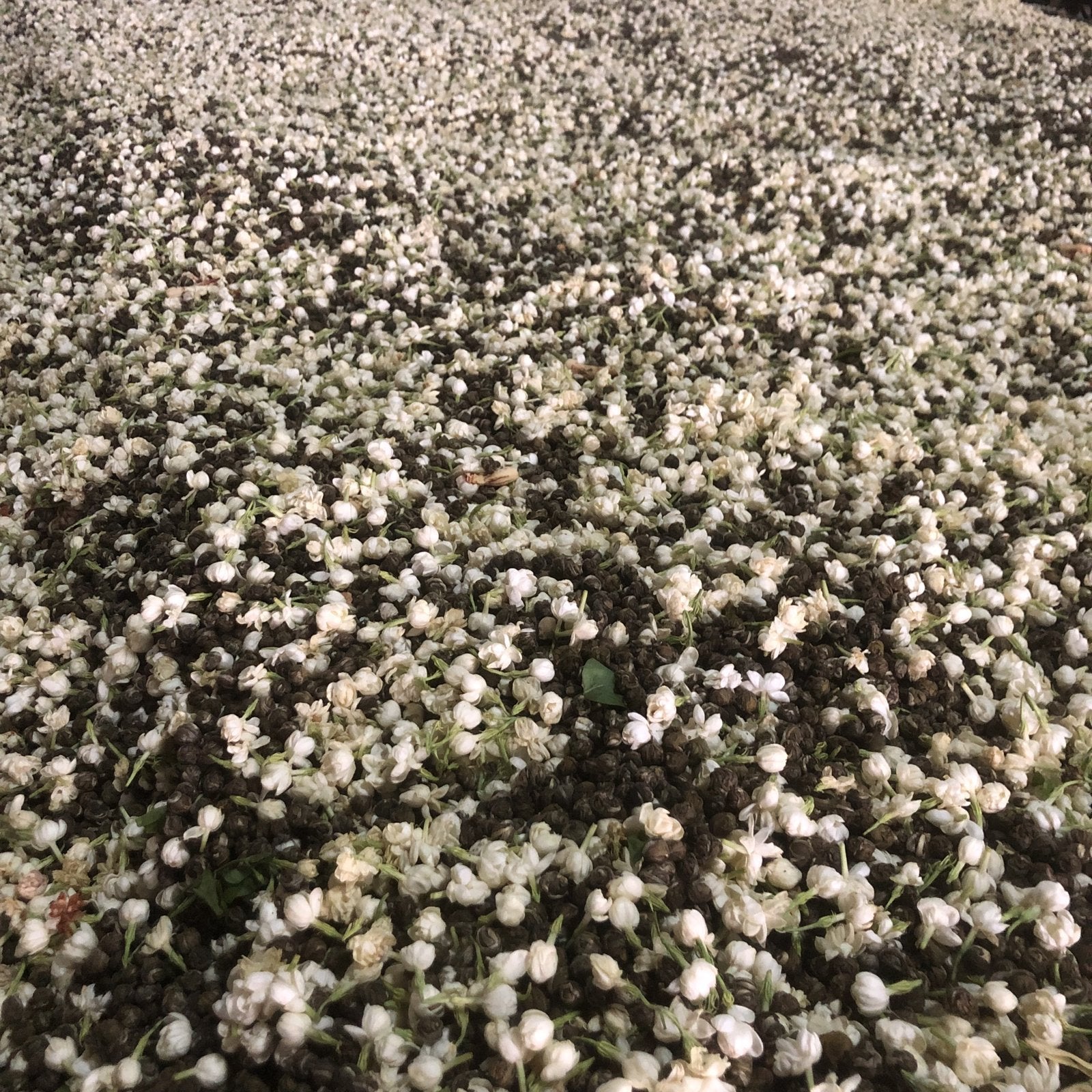 Five Nights with the Jasmine: How Our Organic Jasmine Pearls Are Made - Happy Earth Tea