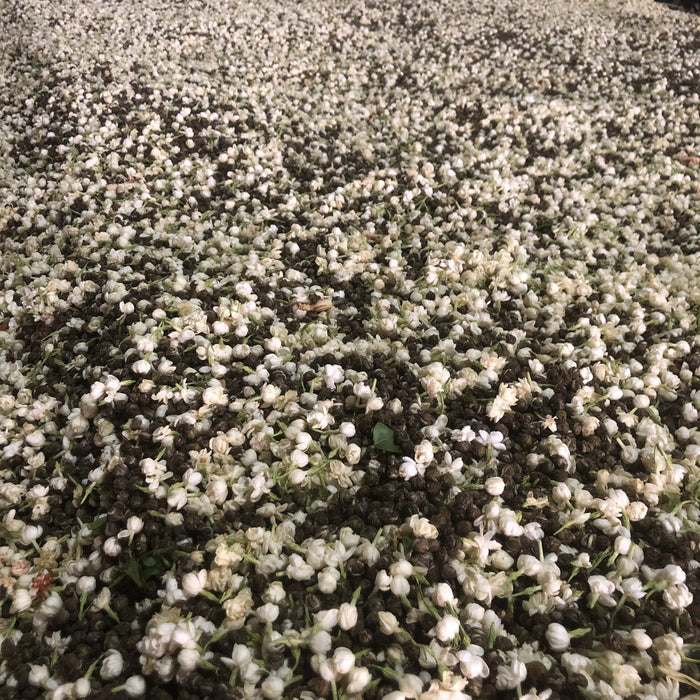 Five Nights with the Jasmine: How Our Organic Jasmine Pearls Are Made - Happy Earth Tea