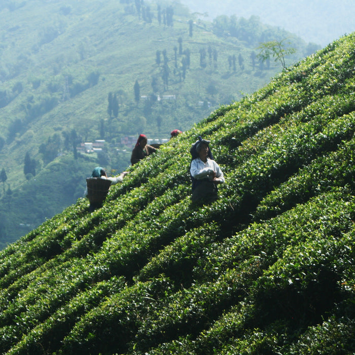 Location matters for a tea garden - Happy Earth Tea