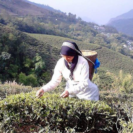 Darjeeling First Flush 2015 Update - Happy Earth Tea