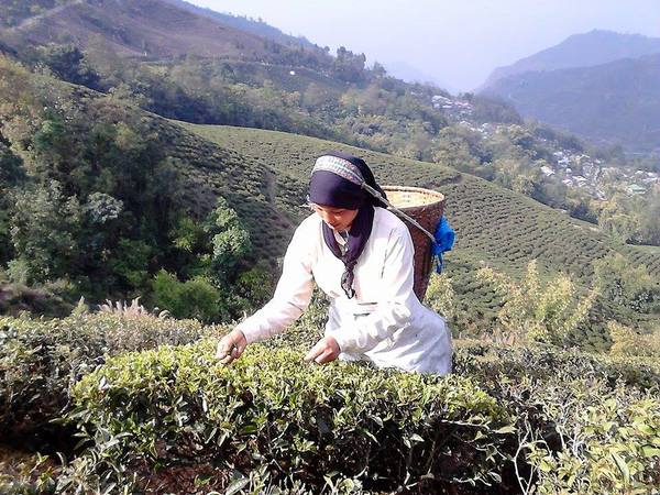 Darjeeling First Flush 2015 Update - Happy Earth Tea