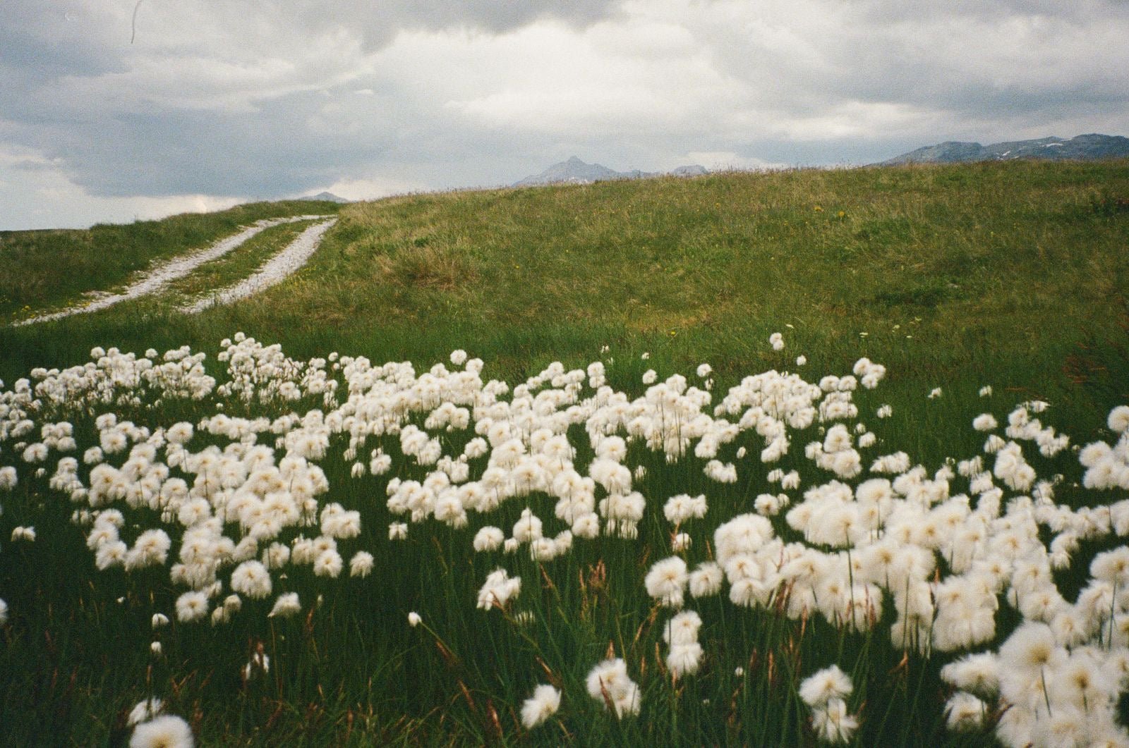 A Gift of Yarrow From the Italian Alps - Happy Earth Tea