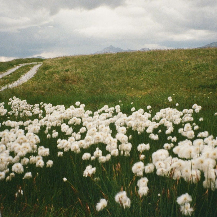 A Gift of Yarrow From the Italian Alps - Happy Earth Tea