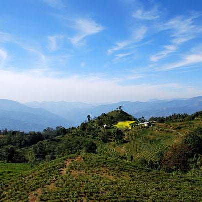 Nepal Tea and Jun Chiyabari - Happy Earth Tea