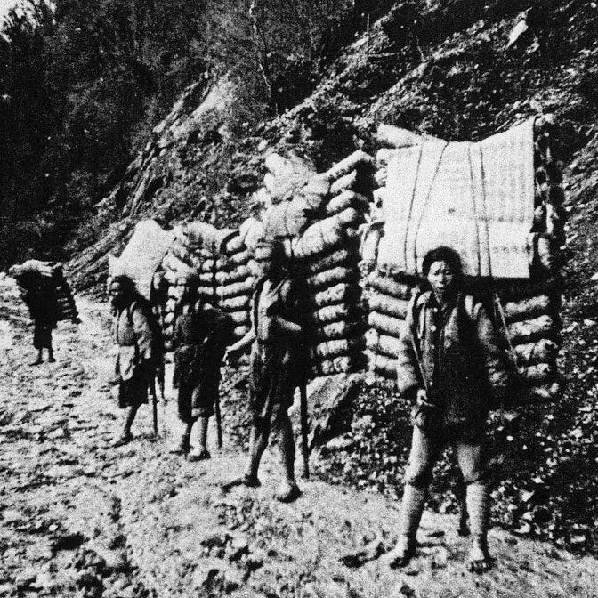 What is Pu erh tea? Part 4 - History and growing regions of Pu erh - Happy Earth Tea