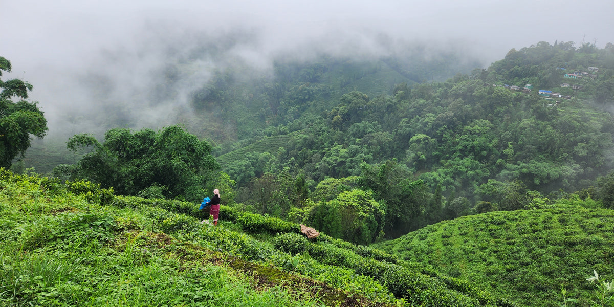 Visit to Okayti Tea Estate in Darjeeling — Happy Earth Tea