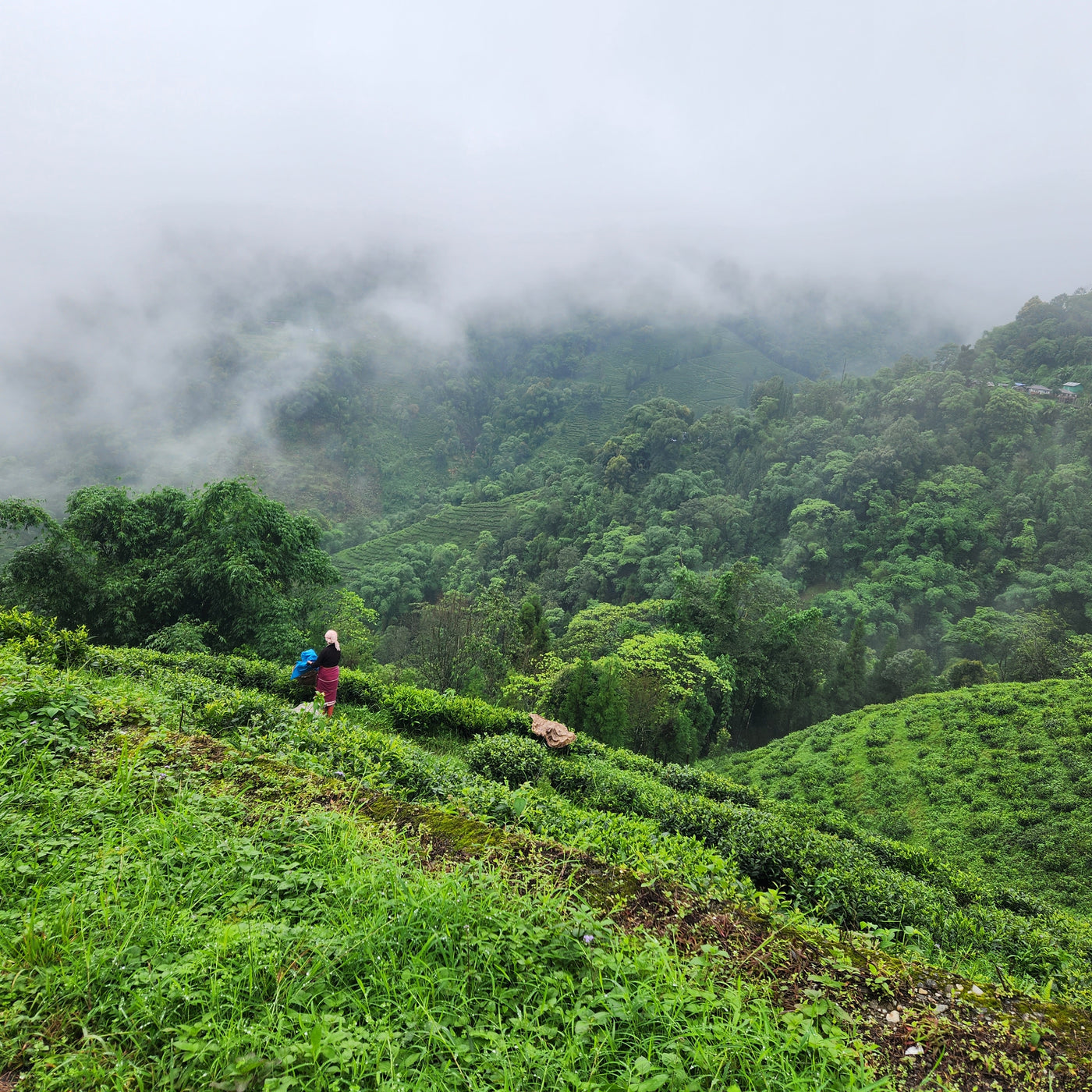 Buy Darjeeling Tea Green Tea More Happy Earth Tea Buy darjeeling tea green tea more happy earth tea