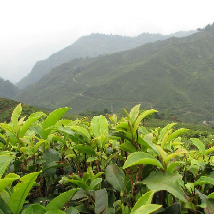 Darjeeling First Flush 2016 report - Happy Earth Tea