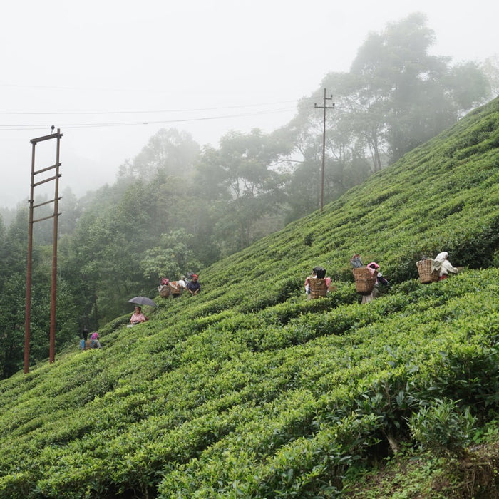 COVID-19 and Its Impact on Tea Production - Happy Earth Tea