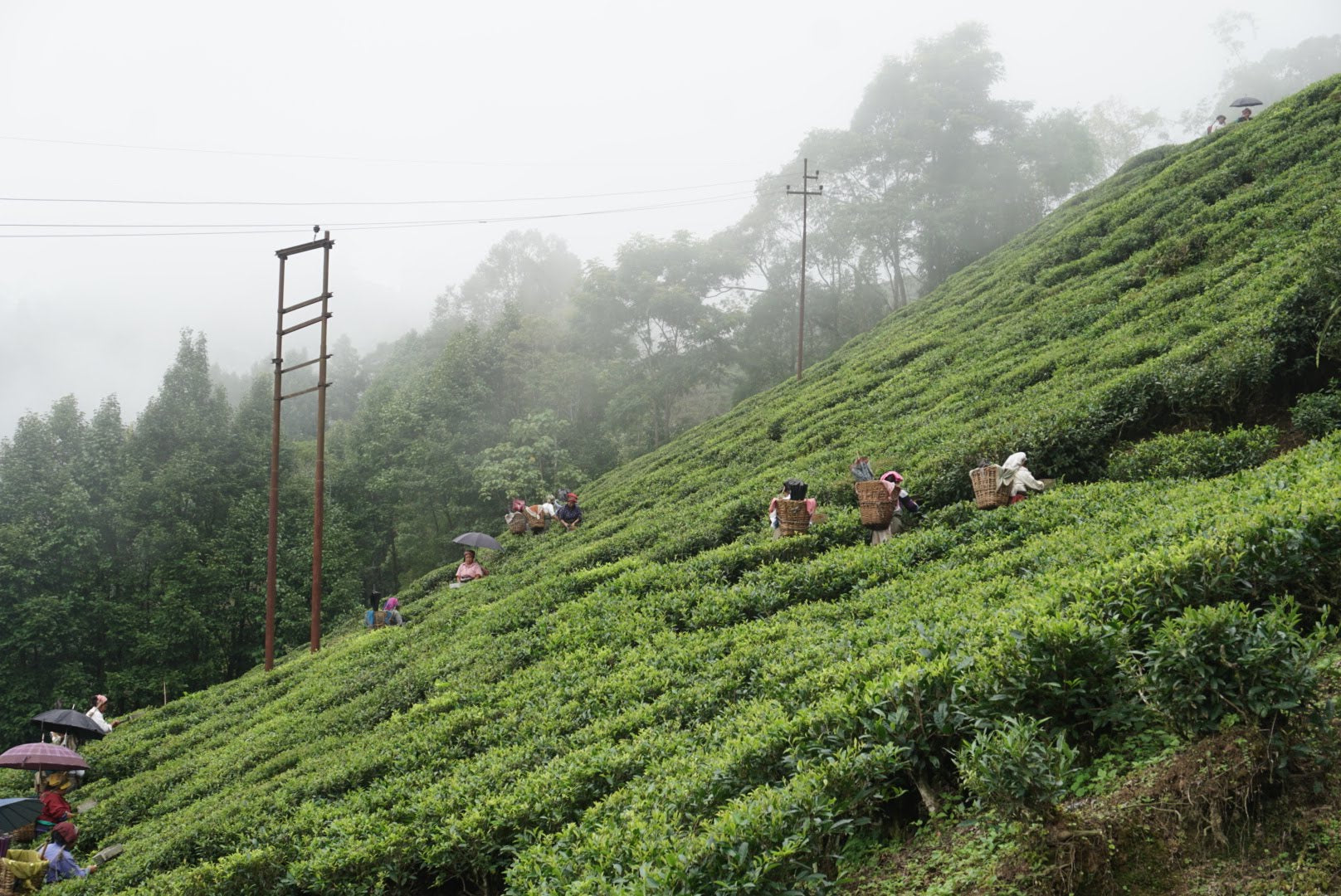 Tea pluckers at Puttabong Tea Estate, Darjeeling. Summer 2019