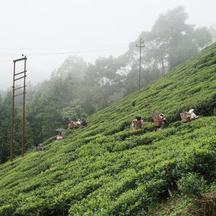 Tea pluckers at Puttabong Tea Estate, Darjeeling. Summer 2019