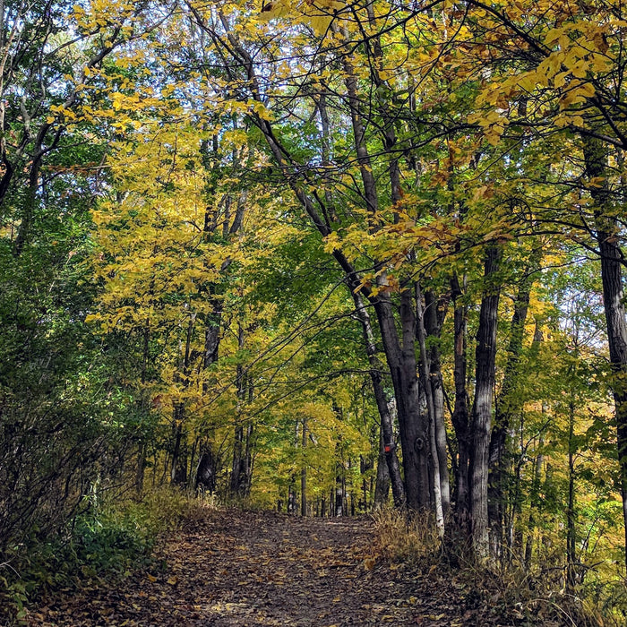 Warming Spices and Seasonal Teas to Savor This Autumn