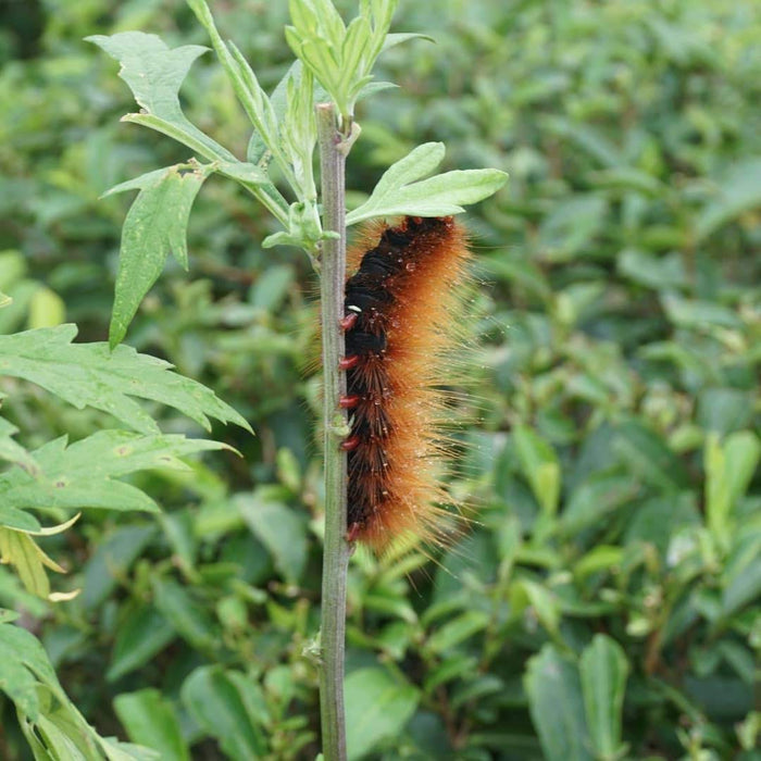 Caterpillar in Puttabong Tea Estate for Organic Tea