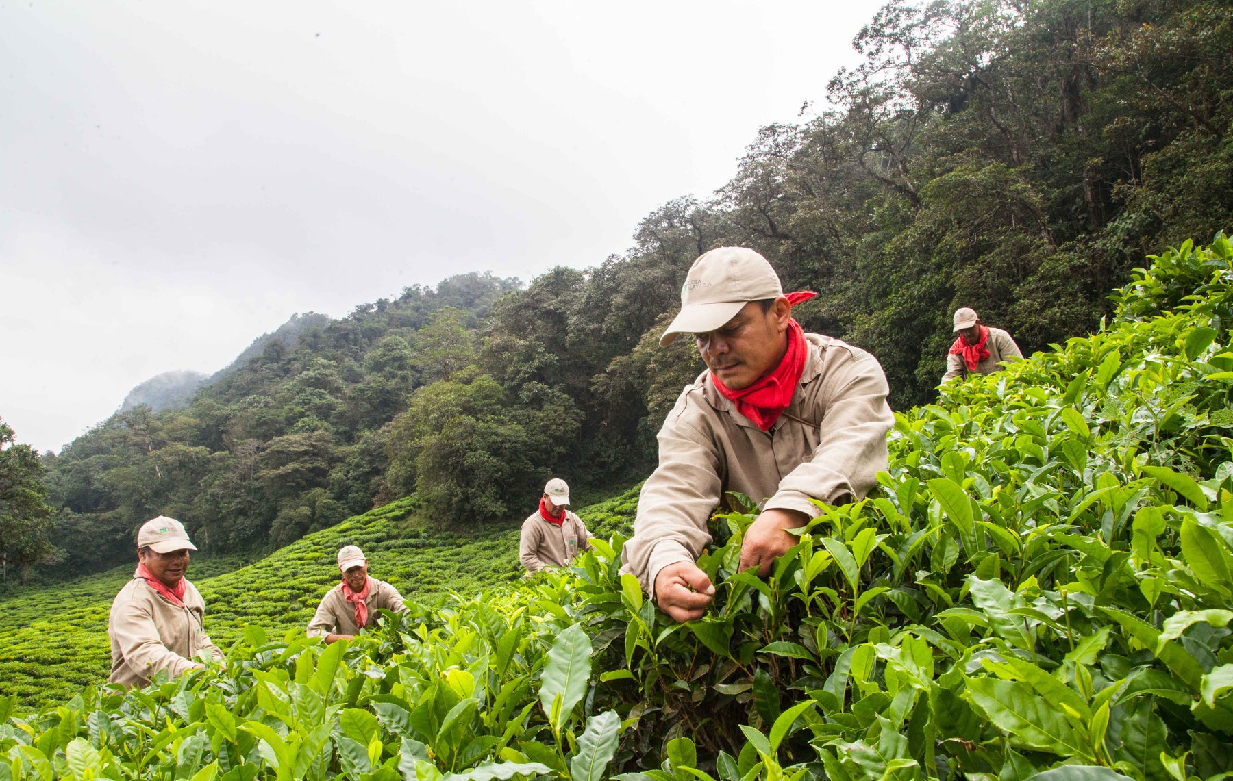 Photo of Colombian Tea Plantation