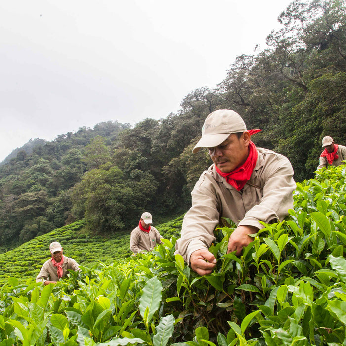 Photo of Colombian Tea Plantation