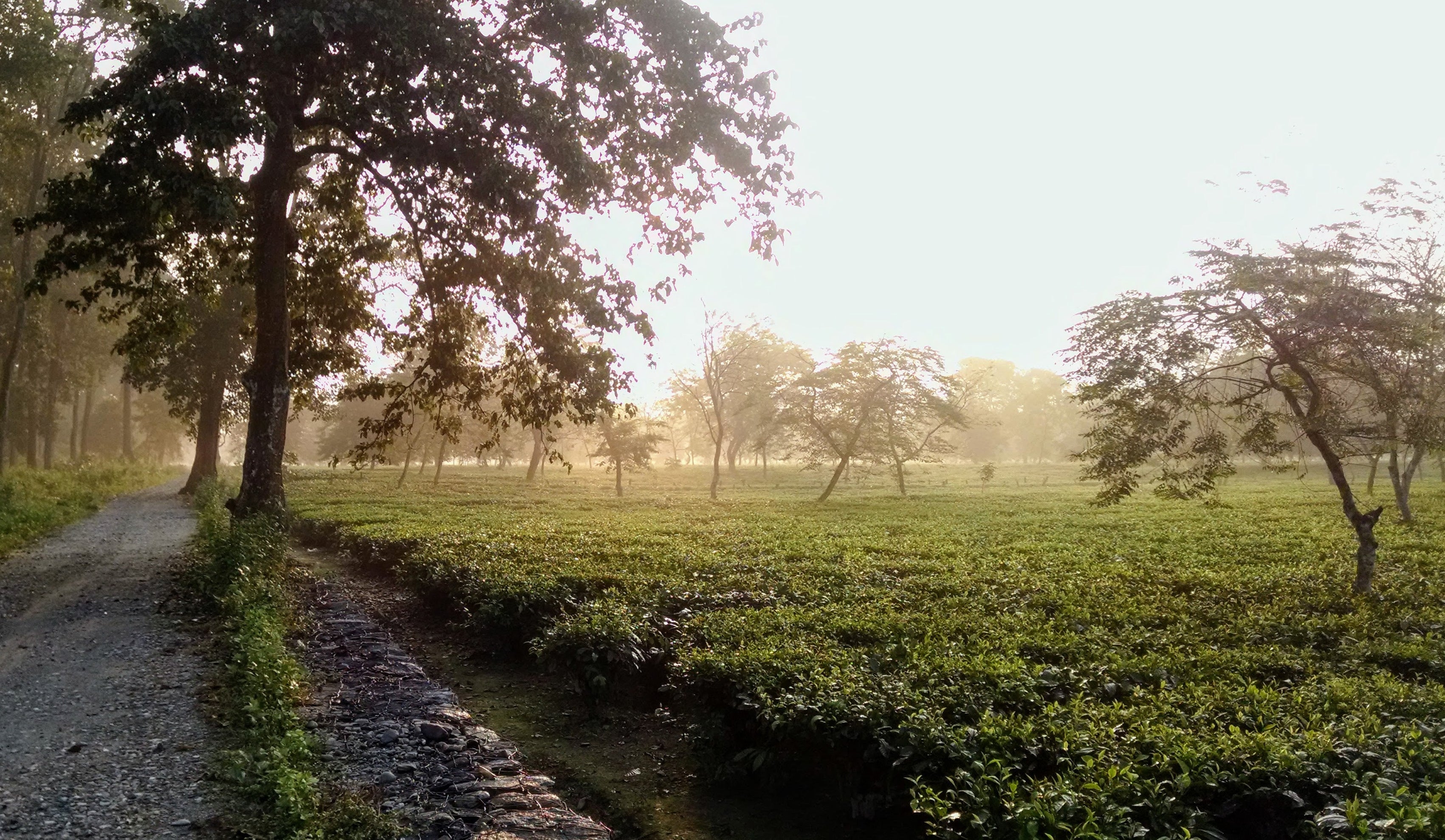 Conventional Tea Farming Practices — Happy Earth Tea