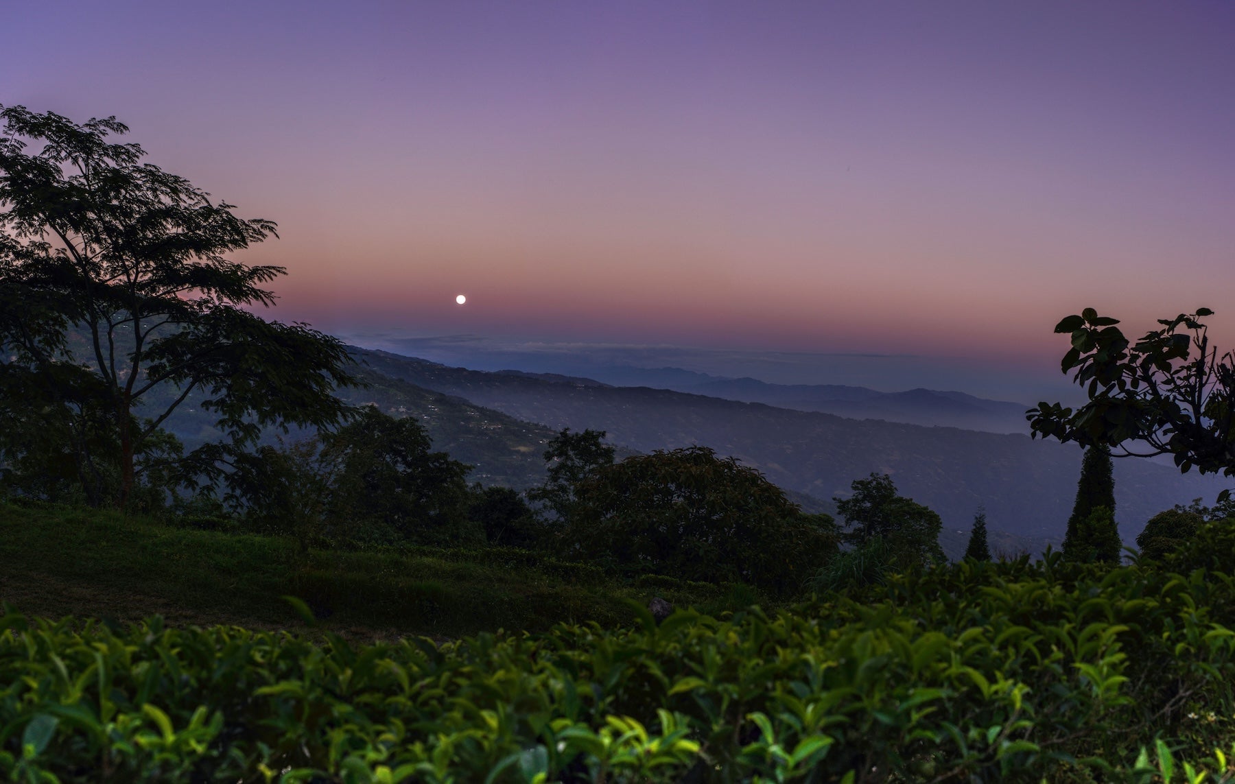 It Does Not Require Much From Us - A  conversation with Bachan Gyawali of Jun Chiyabari, Nepal