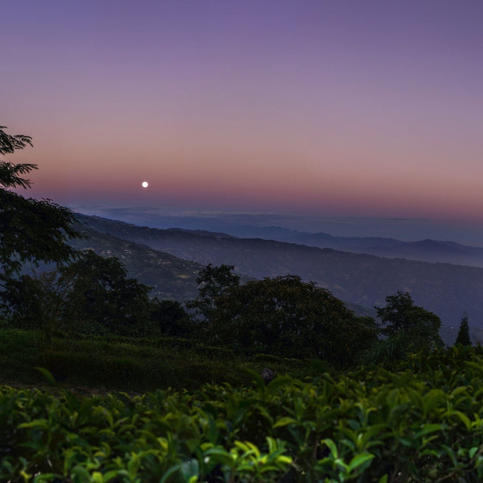 It Does Not Require Much From Us - A  conversation with Bachan Gyawali of Jun Chiyabari, Nepal - Happy Earth Tea