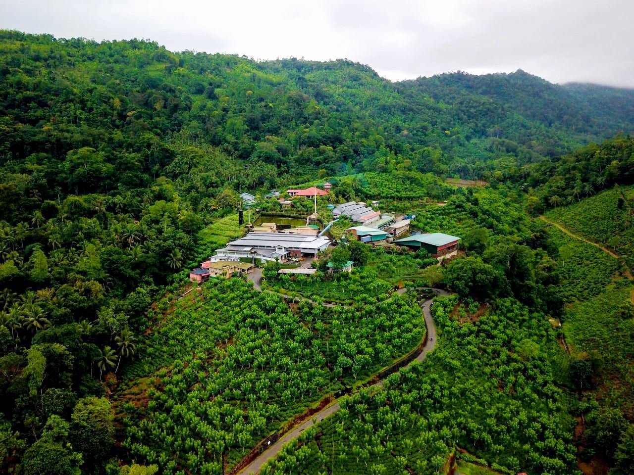 Learn More About Our Ceylon Black Tea - Happy Earth Tea