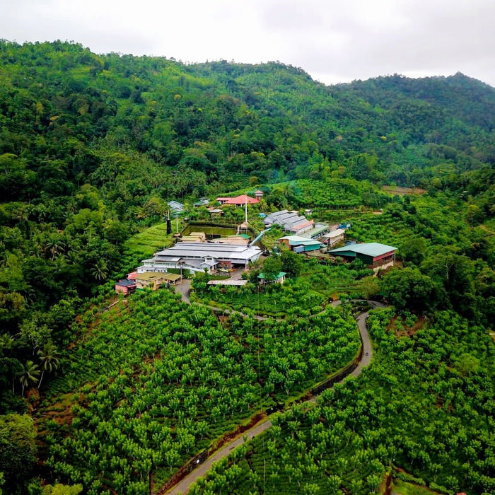 Learn More About Our Ceylon Black Tea - Happy Earth Tea