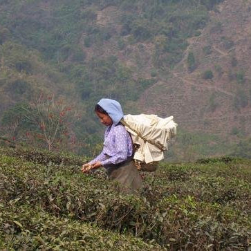 Darjeeling as Bulgari perfume - Happy Earth Tea