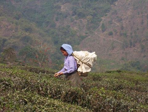Darjeeling as Bulgari perfume - Happy Earth Tea