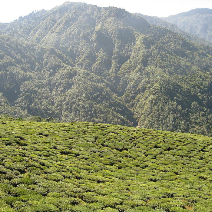 Darjeeling Tea Flushes Explained