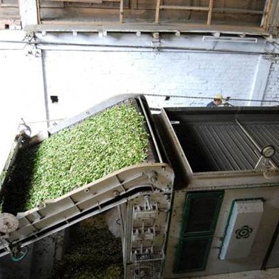 Photo of Darjeeling tea drying/firing process