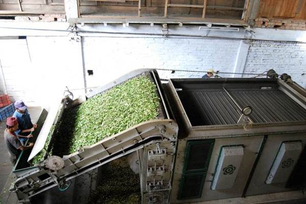 Photo of Darjeeling tea drying/firing process