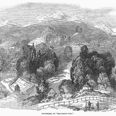 History of Darjeeling Tea - the German Connection ~ Part I - Happy Earth Tea