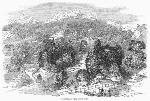 History of Darjeeling Tea - the German Connection ~ Part I - Happy Earth Tea