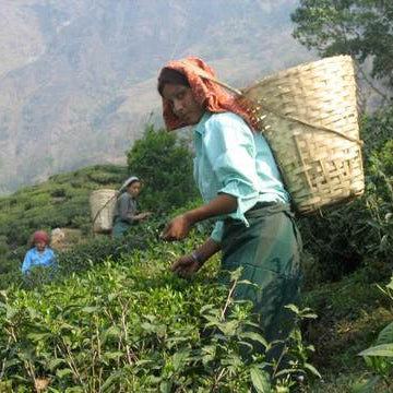 Photo of woman picking tea leaves.