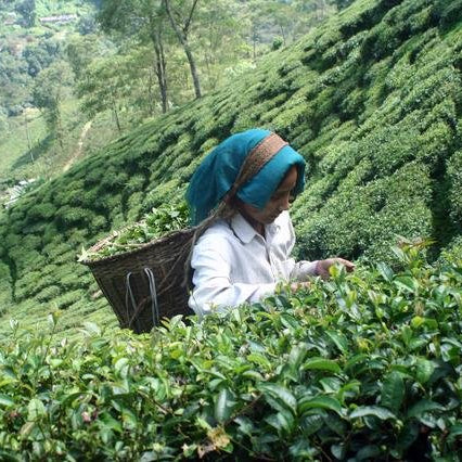 Darjeeling First Flush 2014 Report - Happy Earth Tea
