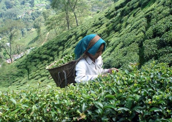 Darjeeling First Flush 2014 Report - Happy Earth Tea
