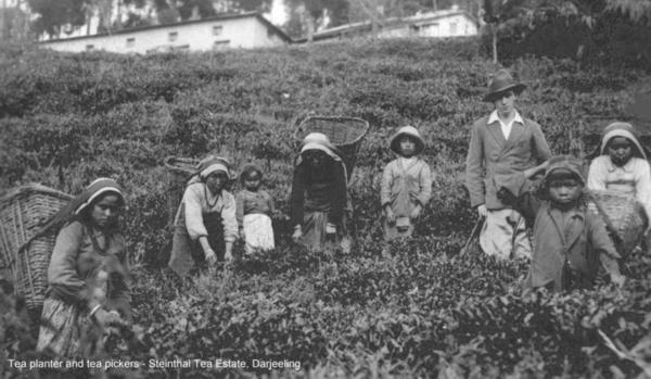 History of Darjeeling Tea ~ German Connection Part 4 - Happy Earth Tea