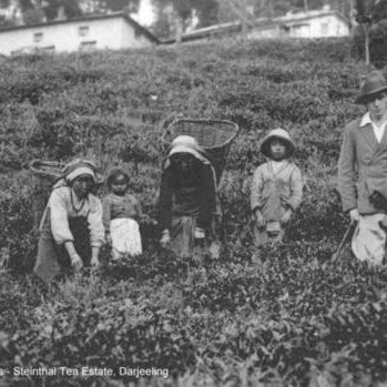 This picture taken at Stienthal tea estate in the 1930s likely includes besides the workers, Stanley Sinclair the last of the Stoelke's in Darjeeling. Hopefully we can get a confirmation from the descendants. 