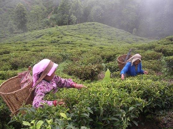 Darjeeling Tea Gardens - Happy Earth Tea