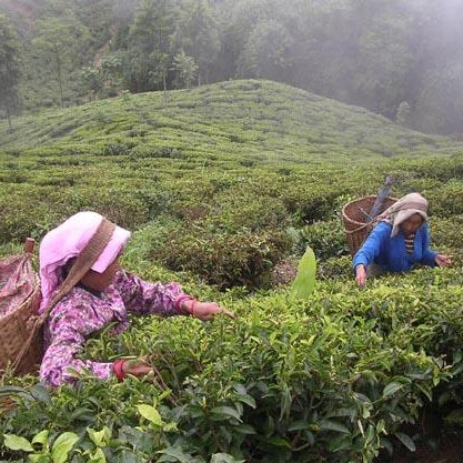 Photo of women in a tea garden