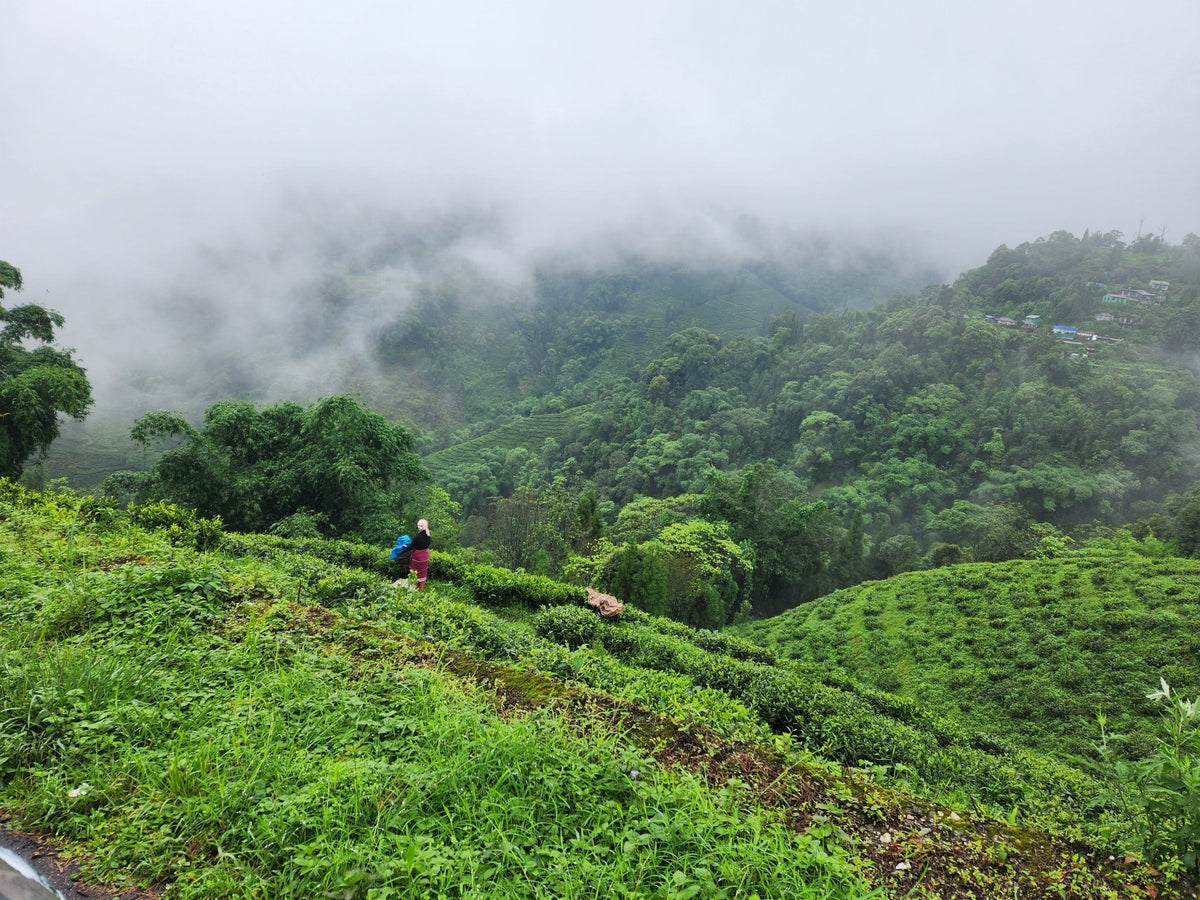 Darjeeling tea garden in the Himalayan hills