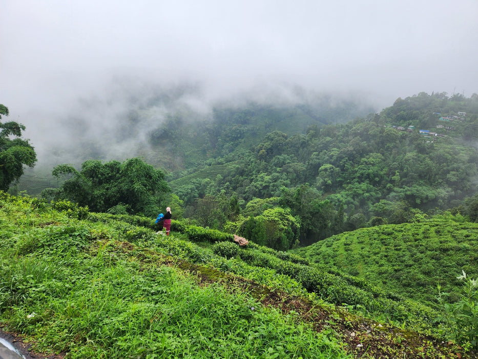 Okayti, Organic Darjeeling Black Tea, First Flush 2026 -  - Happy Earth Tea