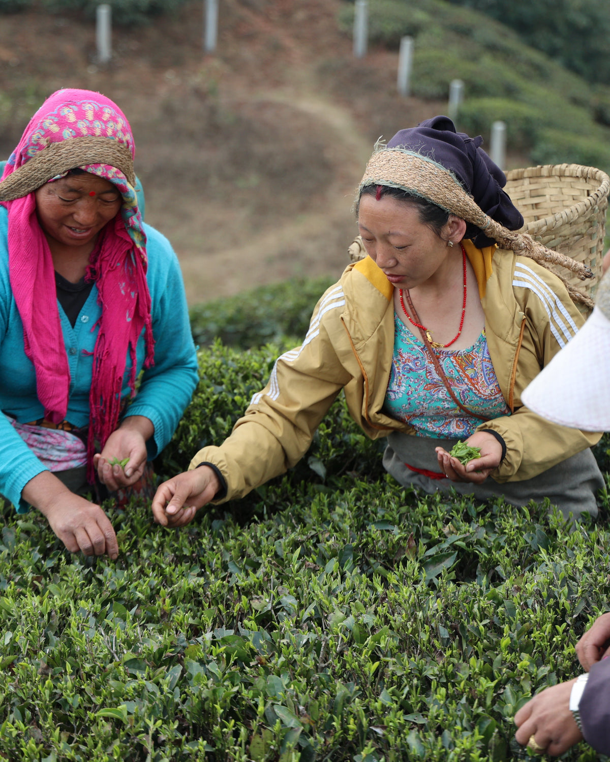 Darjeeling tea garden