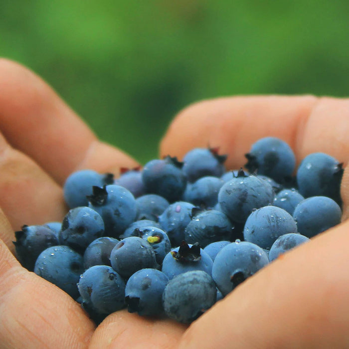 Wild Blueberry Preserve